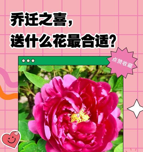 送彩色花有何特殊寓意？