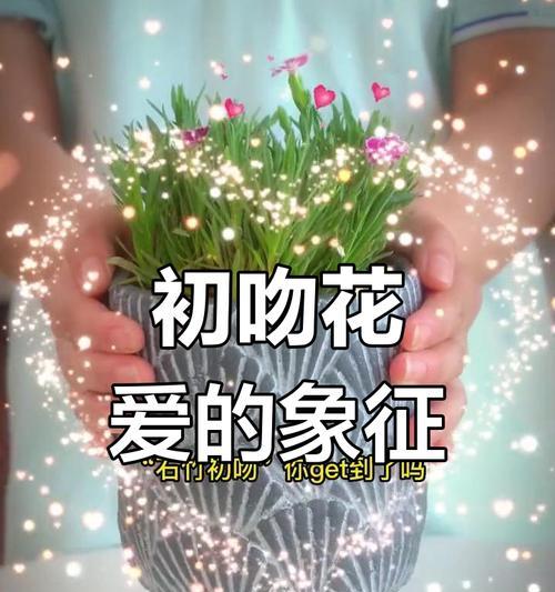 哪些花富含爱情寓意？如何选择寓意爱情的花朵？