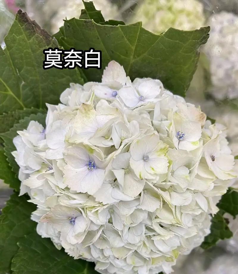 白色花材的寓意是什么？白色花朵的象征意义有哪些？