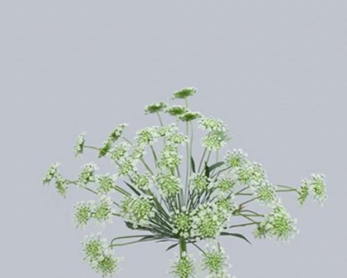 白色花材的寓意是什么？白色花朵的象征意义有哪些？