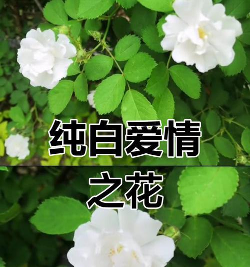 白色花的寓意是什么？
