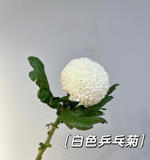 白色花的寓意是什么？