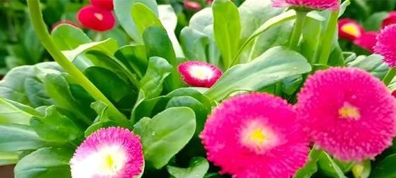 绿色的花在花语中代表什么？它们象征着什么？