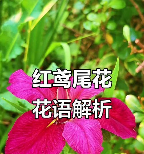 象征强大繁荣的花是哪种？强大繁荣的花象征着什么？