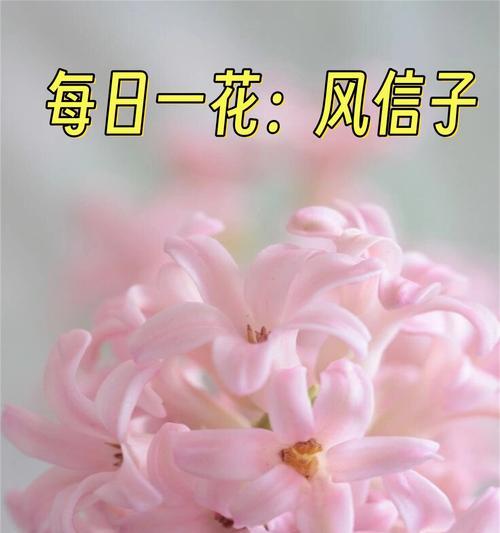 绿白色捧花代表什么？它的花语和寓意是什么？