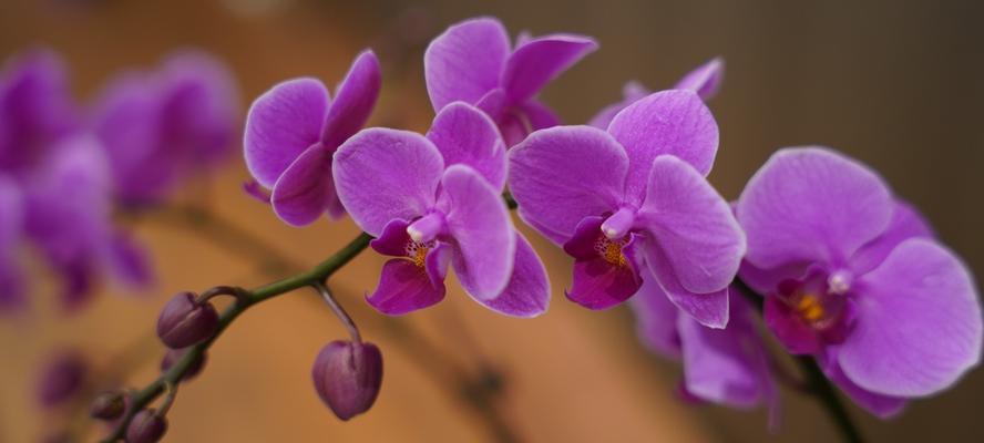 绿白色捧花代表什么？它的花语和寓意是什么？