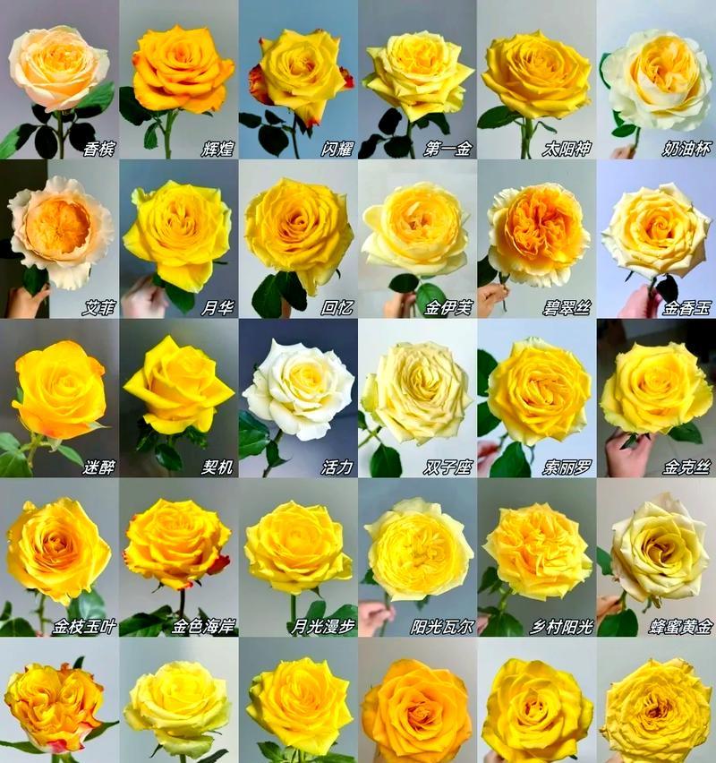 玫瑰花与太阳结合的爱情寓意是什么？