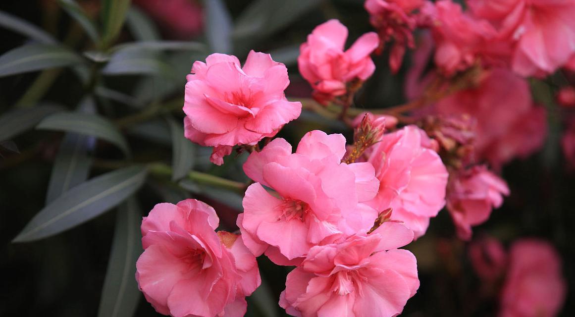 粉色的五瓣花的寓意是什么？五瓣花在花语中代表什么？