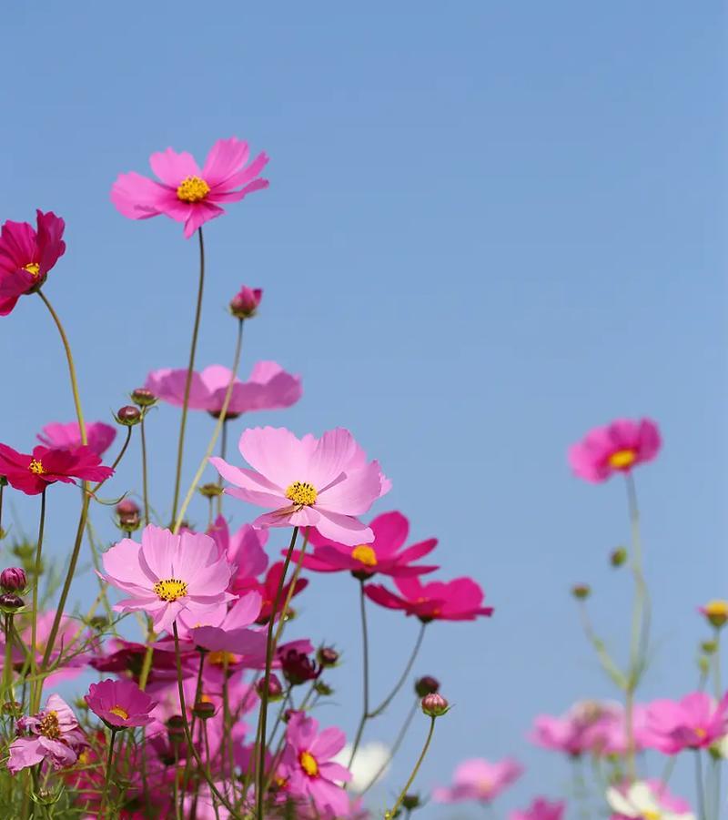 格桑花颜色多样，各自寓意是什么？