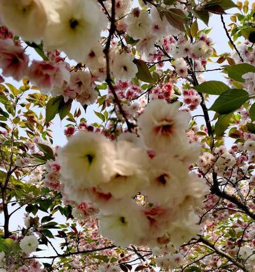 百花富贵草精神代表什么？如何体现富贵精神？