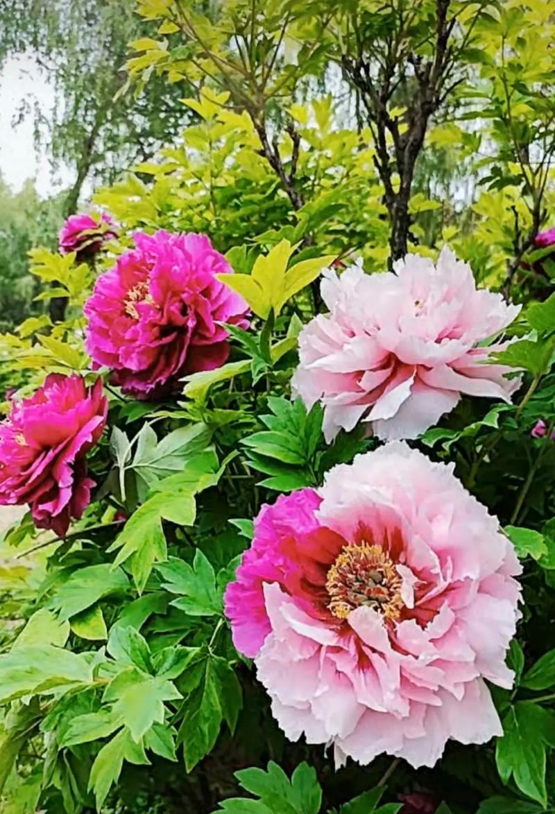 什么花象征富贵和繁荣？