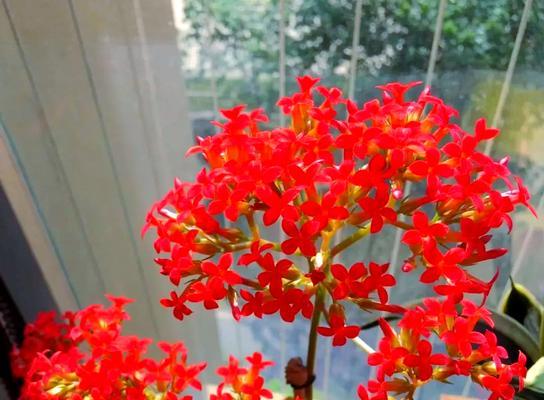 红色大叶植物中哪种寓意发财？