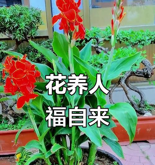 哪种花寓意平安喜乐？选择时应注意什么？