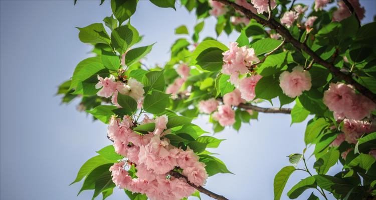 四月有哪些花象征着爱情？