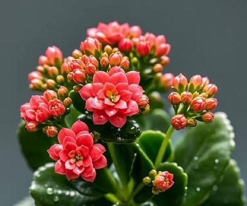 哪些花象征健康？健康纹样花的含义是什么？