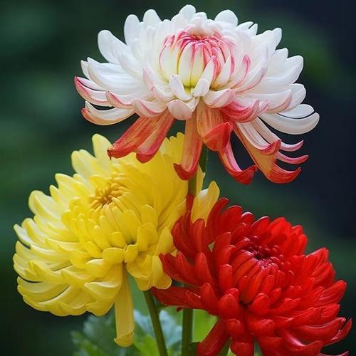 白色和黄色的花组合寓意是什么？