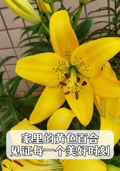 白色和黄色的花组合寓意是什么？