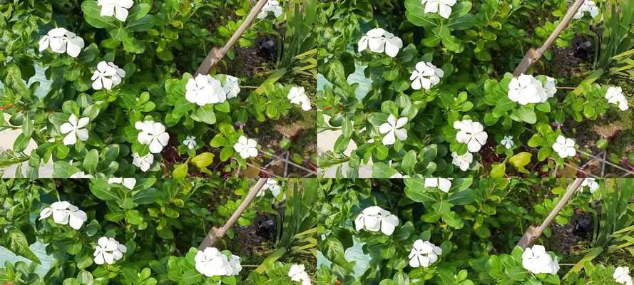 白色和黄色的花组合寓意是什么？