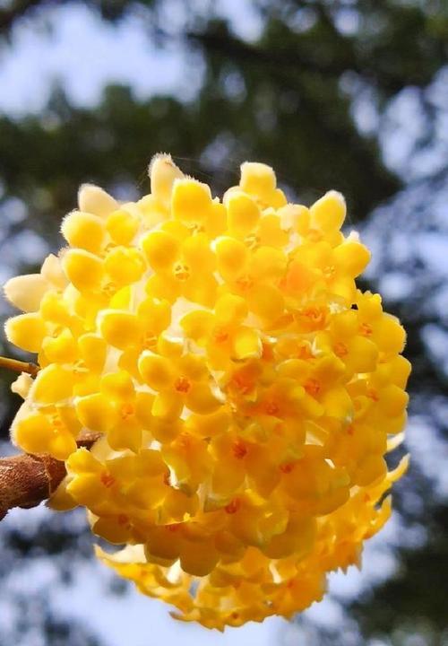 送黄色的花代表什么寓意？黄色花的花语有哪些？