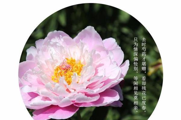 节制的花语是什么？有哪些花代表节制？