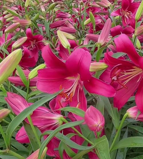 节制的花语是什么？有哪些花代表节制？