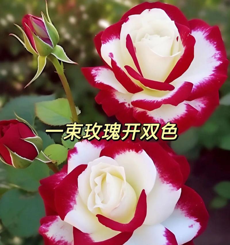 五色玫瑰花代表什么？五色玫瑰花的象征意义是什么？