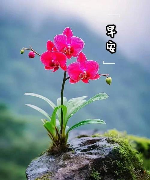 哪种花象征祝福？它的寓意是什么？
