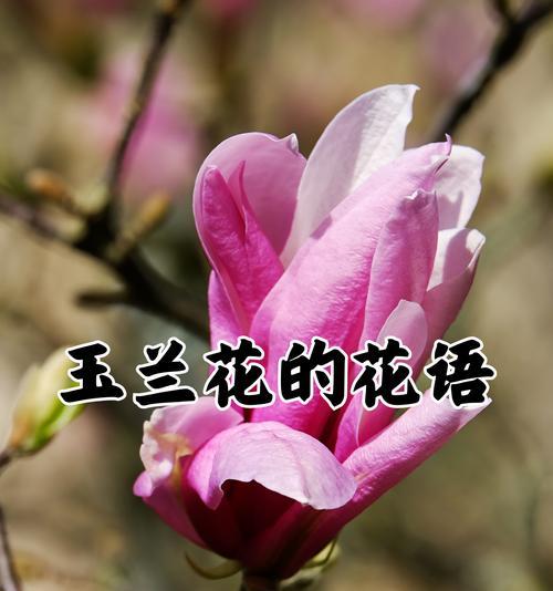 哪种花象征祝福？它的寓意是什么？