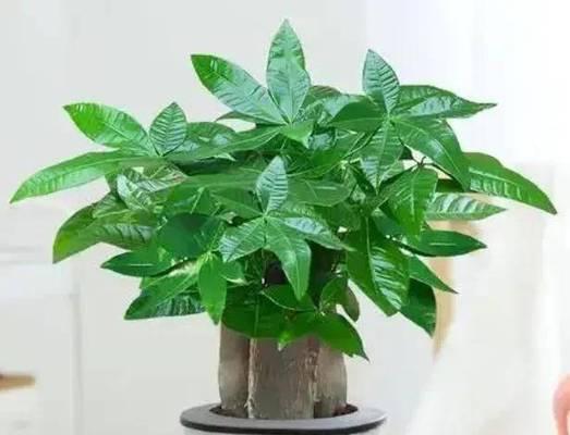 哪种花寓意财运和健康？财运和健康的花有哪些？