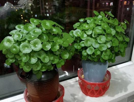 哪种花寓意财运和健康？财运和健康的花有哪些？