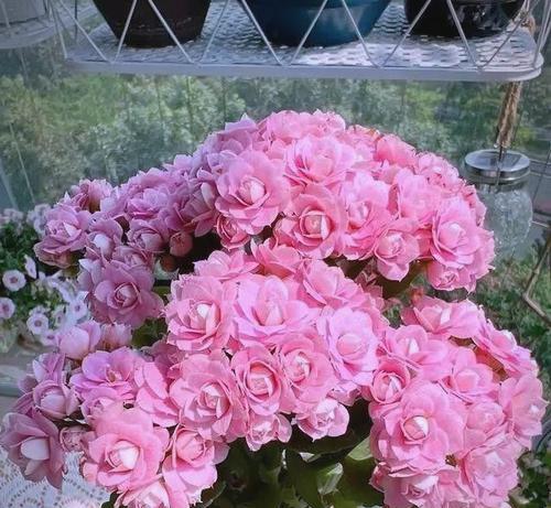 粉色长寿花的花语和寓意是什么？