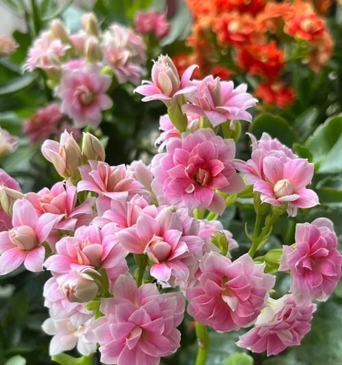 粉色长寿花的花语和寓意是什么？