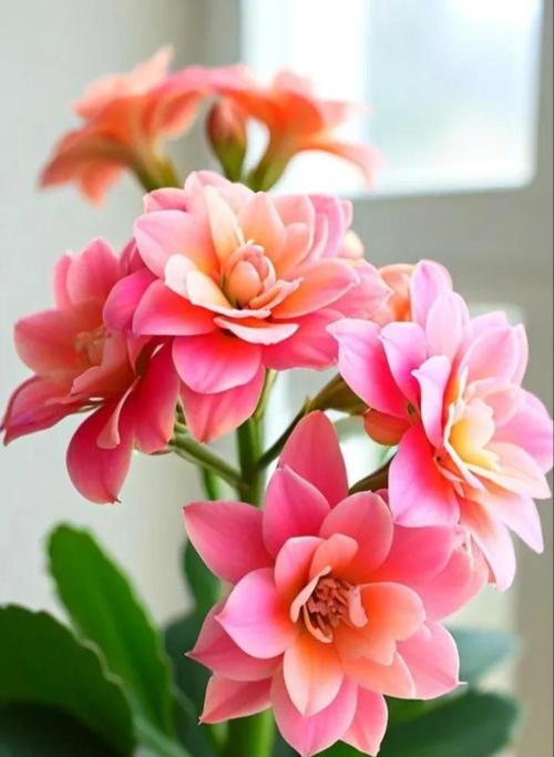 粉色长寿花的花语和寓意是什么？