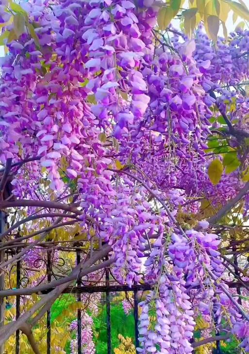 爆花晶紫色代表什么意义？