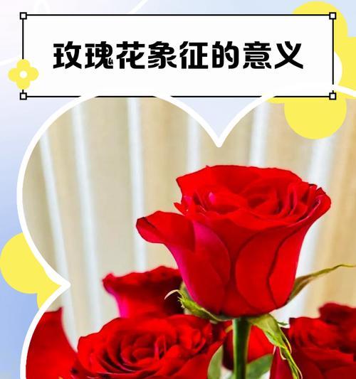 红色羽毛象征着什么爱情？哪种花有类似的寓意？