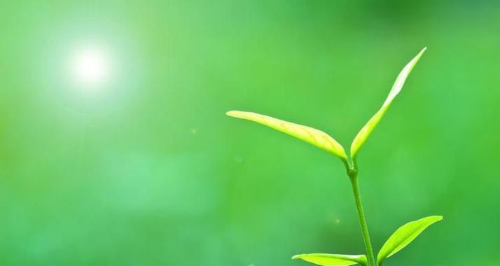 绿色植物象征生命的意义是什么？