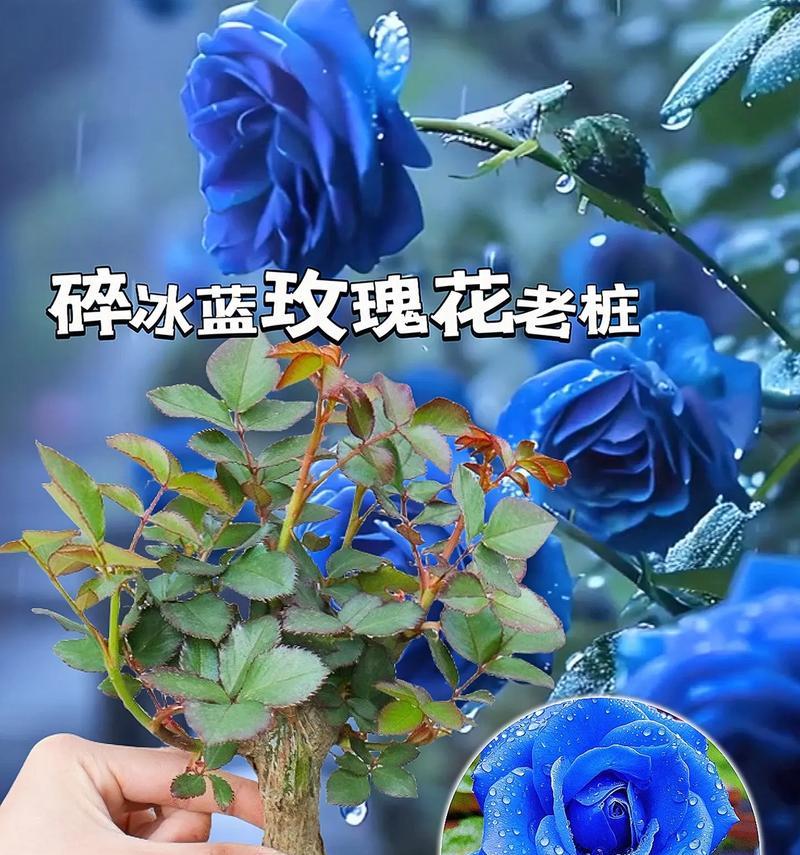 蓝色花有哪些寓意？蓝色花代表了什么？