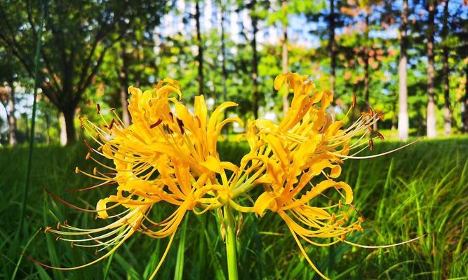 黄色的花有哪些？这些黄色的花各自寓意什么？