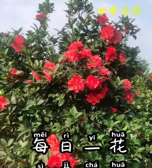 四季花卉的象征意义是什么？春夏秋冬季节花的作用是什么？