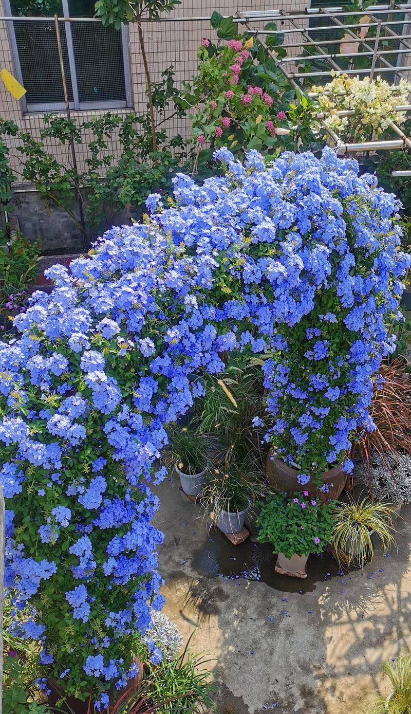 四季花卉的象征意义是什么？春夏秋冬季节花的作用是什么？