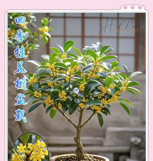四季花卉的象征意义是什么？春夏秋冬季节花的作用是什么？