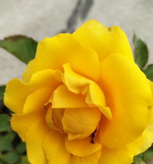 黄色花朵的寓意是什么？哪种花代表黄色的寓意？