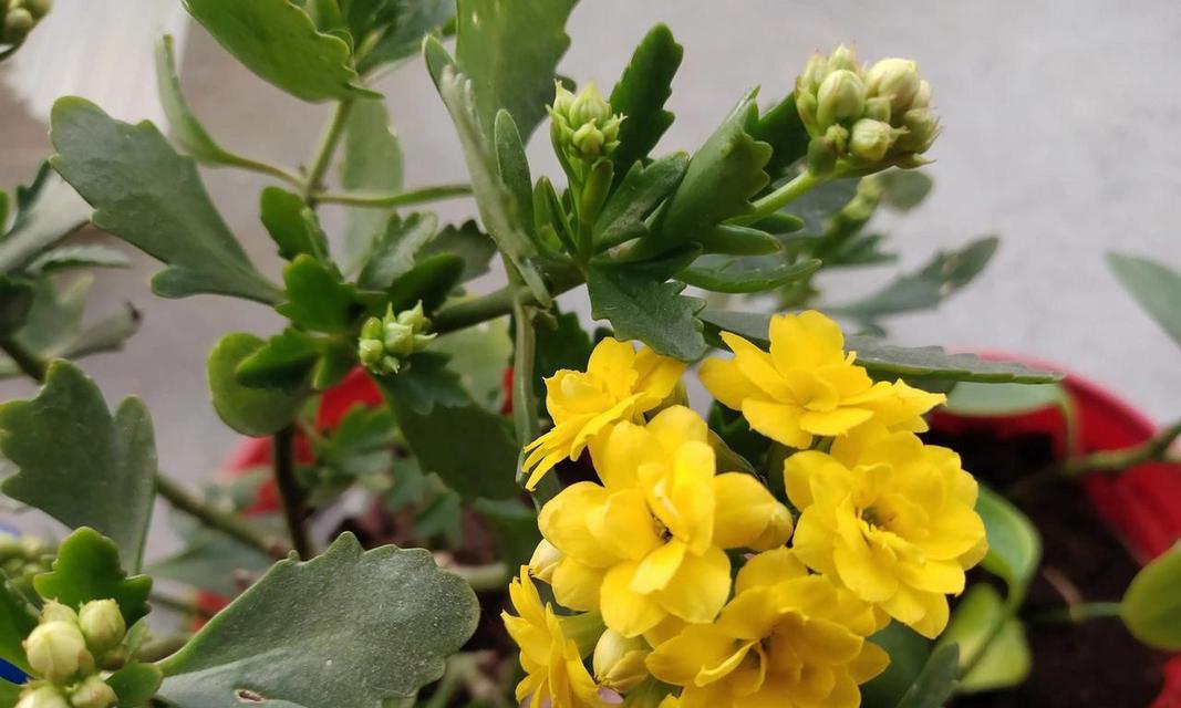 黄色花朵的寓意是什么？哪种花代表黄色的寓意？