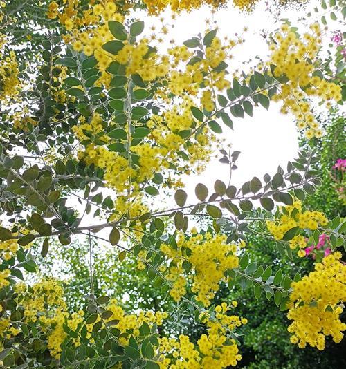 黄色花朵的寓意是什么？哪种花代表黄色的寓意？