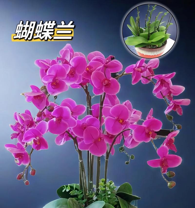 粉色建兰花代表什么？粉色建兰花的花语是什么？