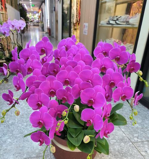 粉色建兰花代表什么？粉色建兰花的花语是什么？