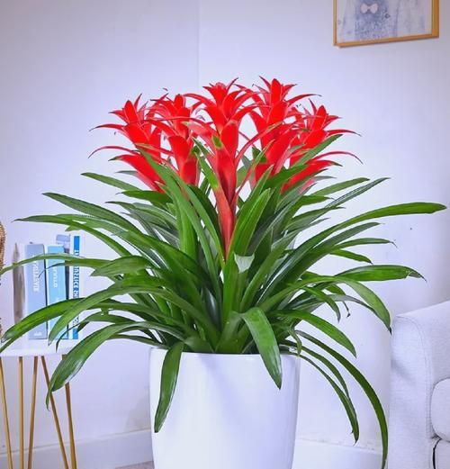 春节象征的花具体是哪种？