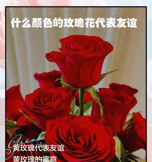 暖黄色玫瑰花送给妈妈有何寓意？手捧暖黄色玫瑰的特别含义是什么？