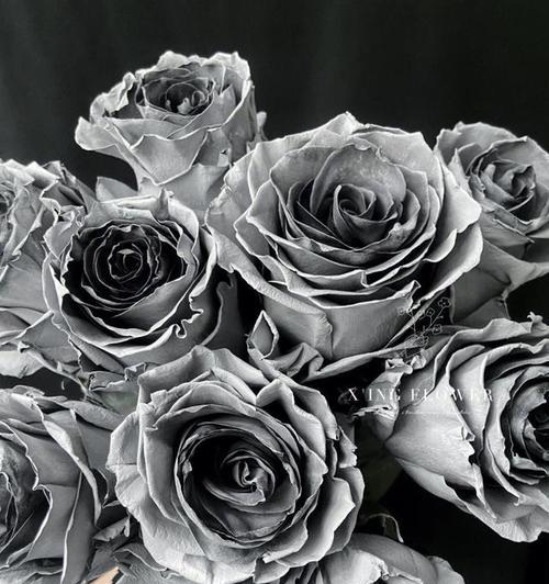 黑白色玫瑰花寓意什么？花语有哪些？