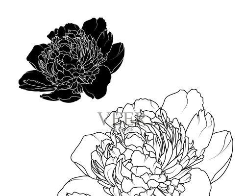 黑白色玫瑰花寓意什么？花语有哪些？